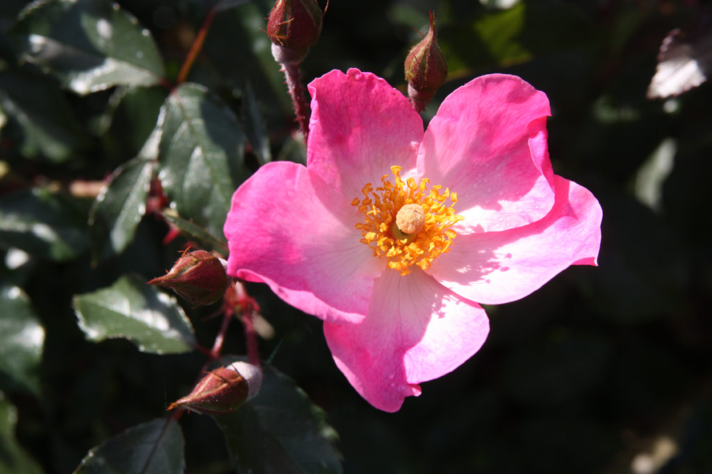 růže Rosy Cushion