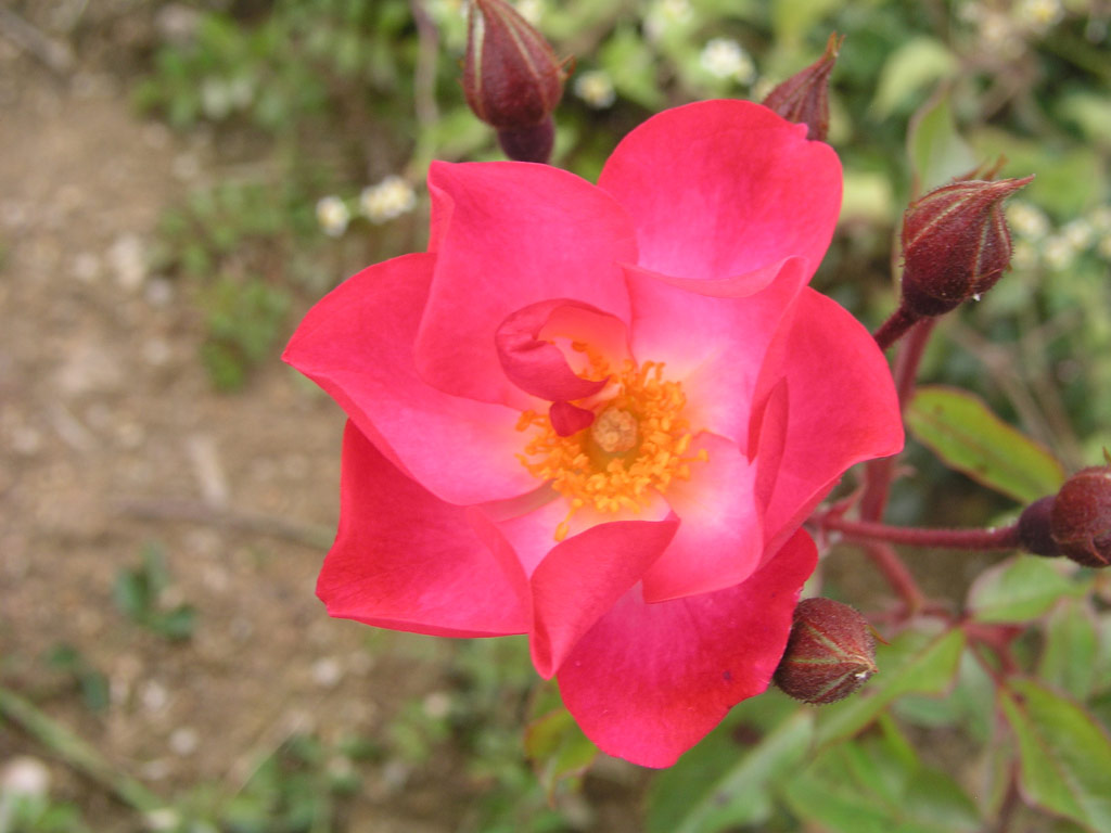 růže Rosy Fleret