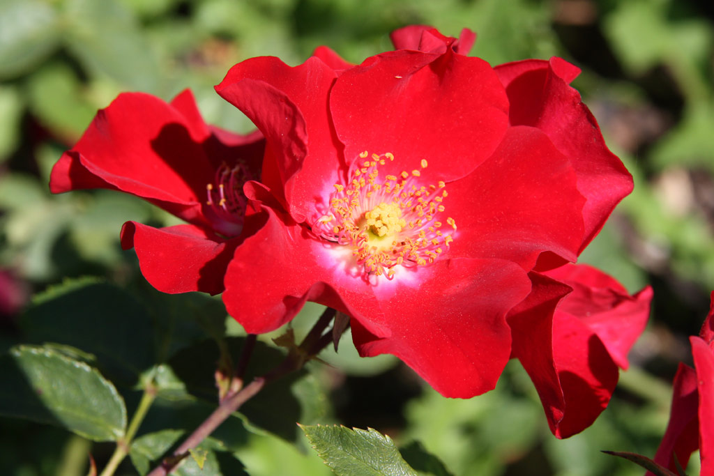 růže Rote Max Graf