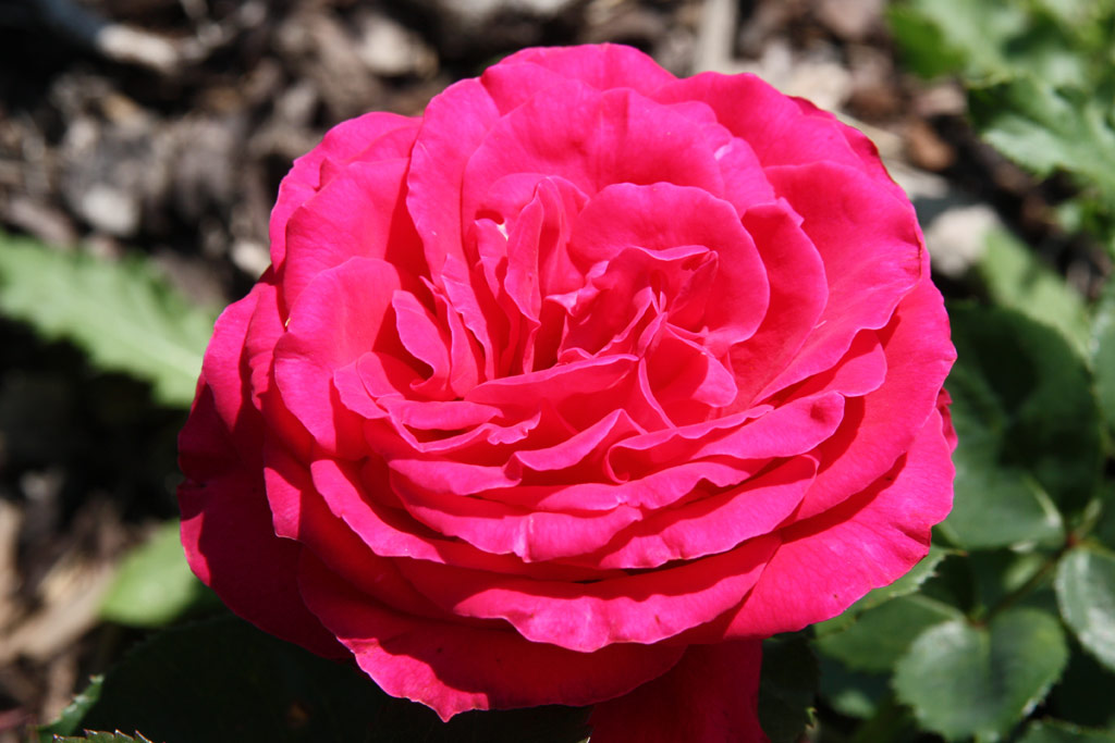 růže Rote Sonne
