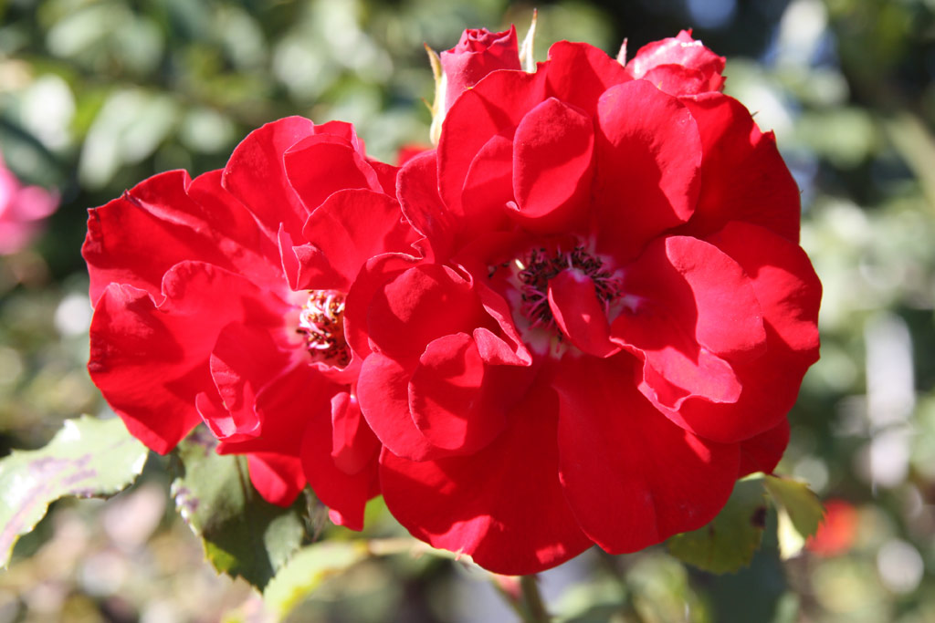 růže Roter Korsar