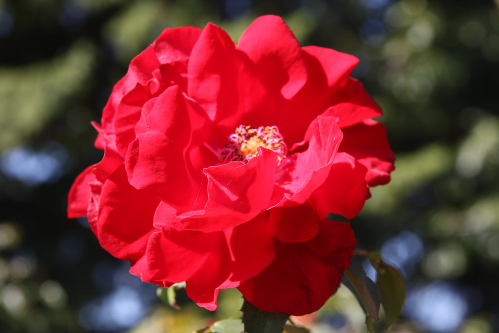 růže Roter Korsar