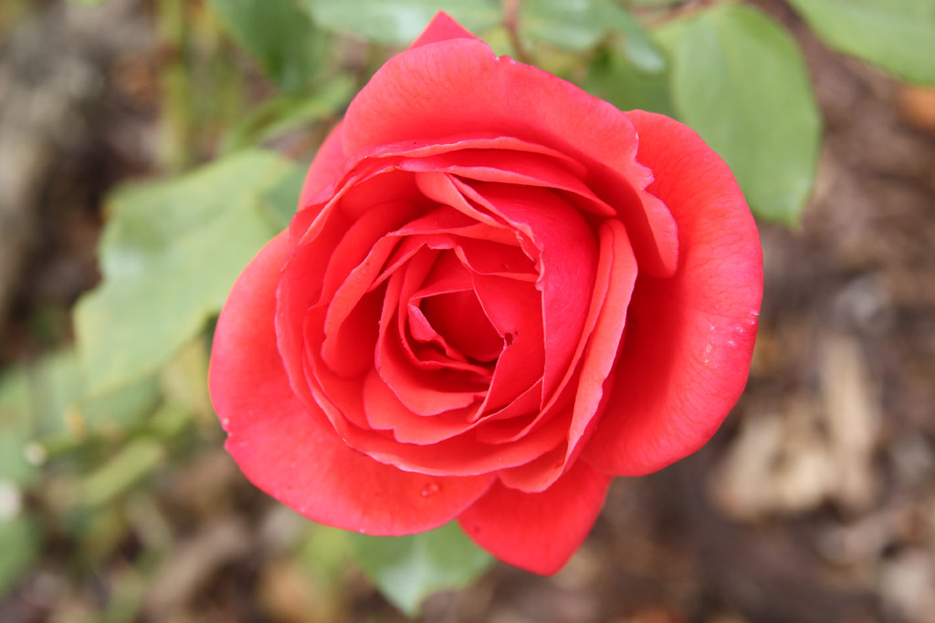 růže Roter Stern