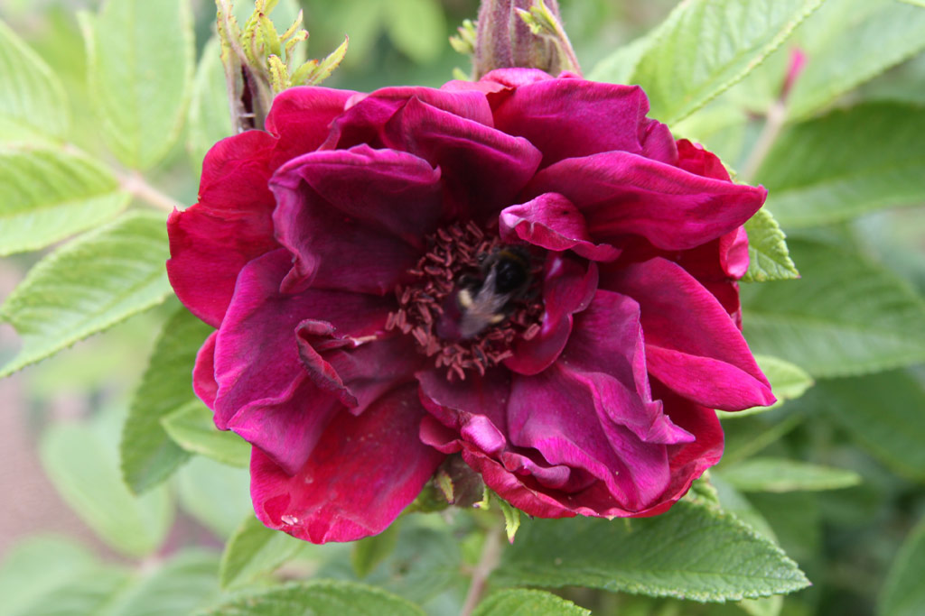 růže Rotes Phaenomen