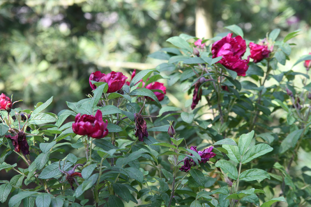 růže Rotes Phaenomen