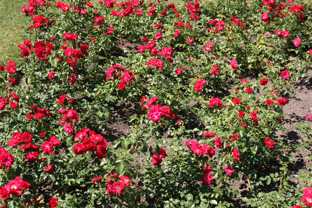 růže Rotilia