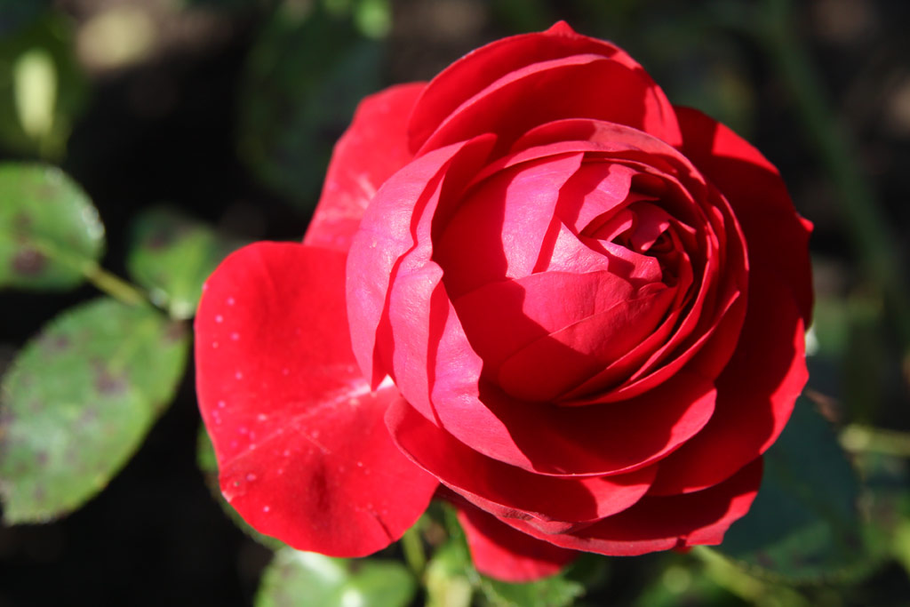 růže Rotkppchen (Kordes)