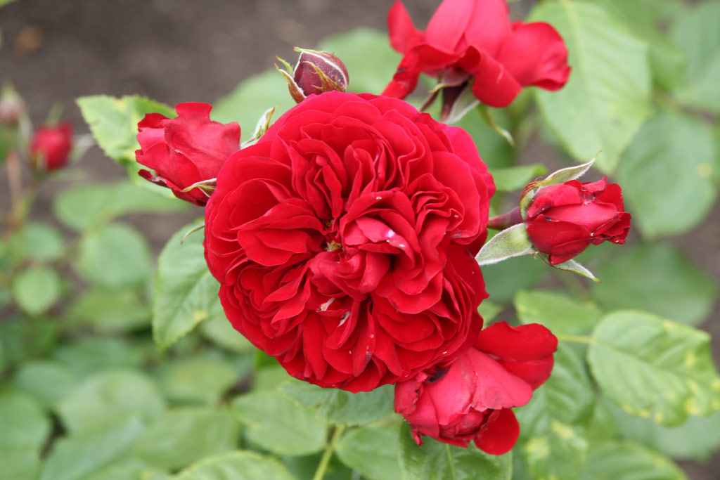 růže Rotkppchen (Kordes)