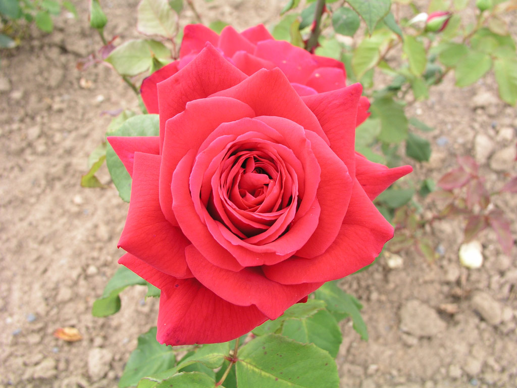 růže Rouge Meilland