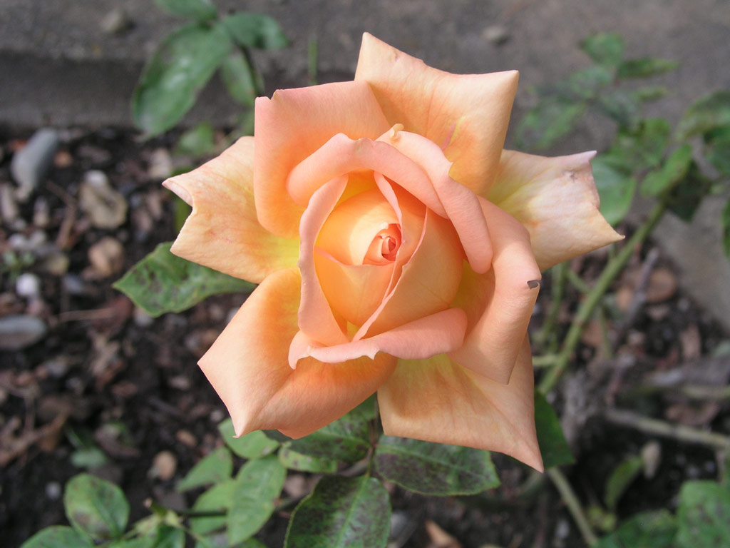 růže Roxana (Dickson)
