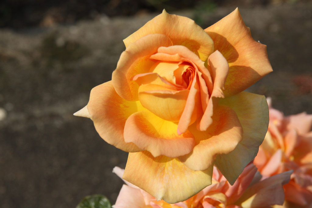 růže Roxana (Dickson)