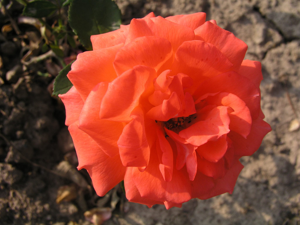 růže Roxana (Urban)