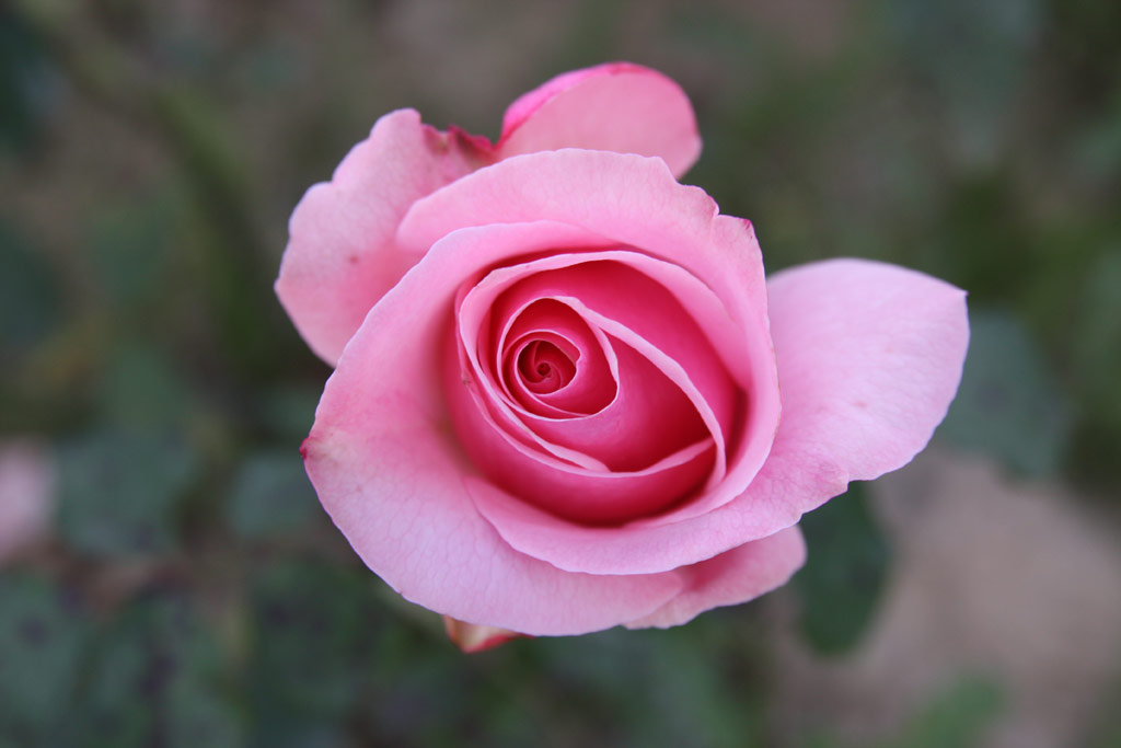 růže Royal Ascot