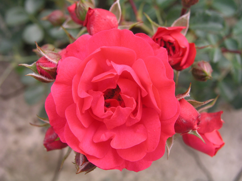 růže Royal Bambino