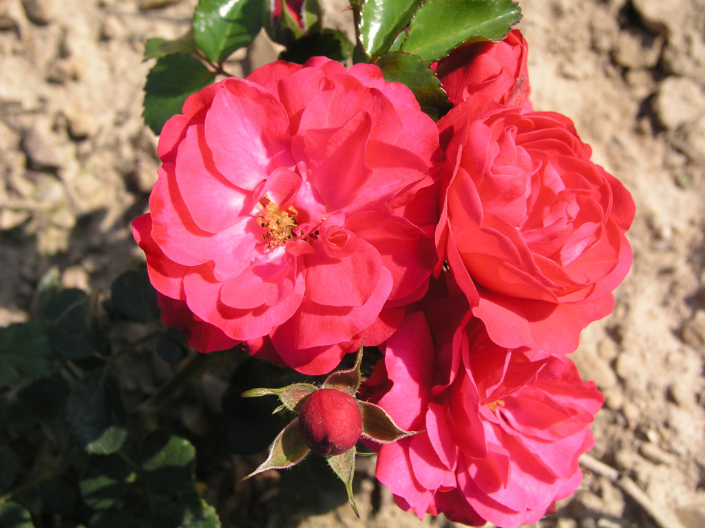 růže Royal Bambino