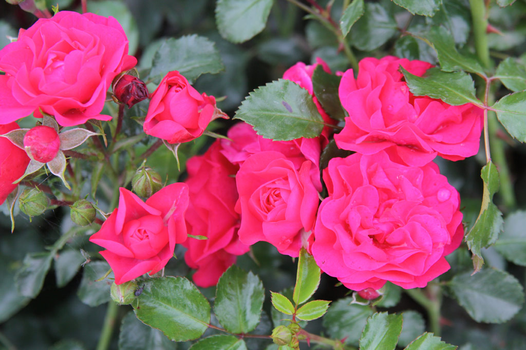 růže Royal Bassino (Kunratice)