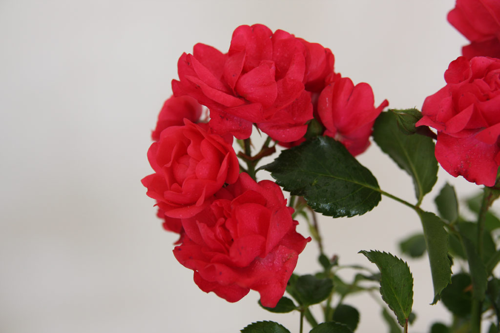 růže Royal Bassino (Kunratice)