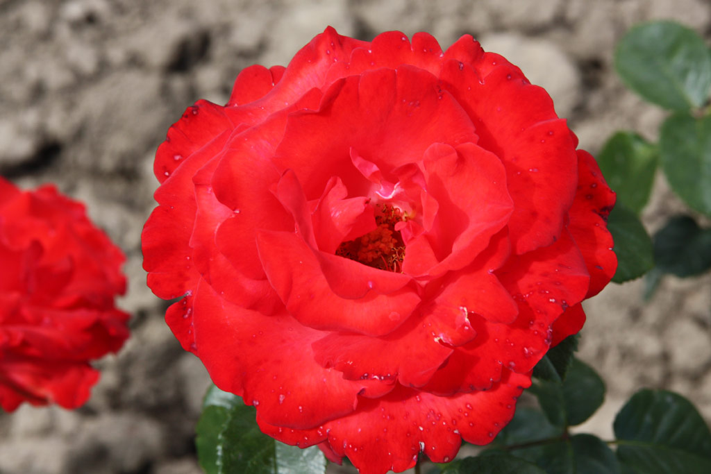 růže Royal Grimpant