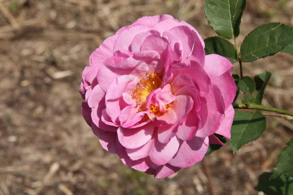 růže Royal Lavender