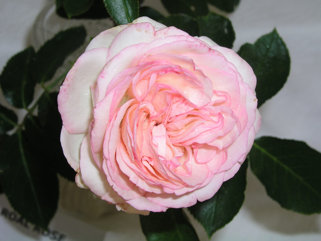 růže Royal Rose