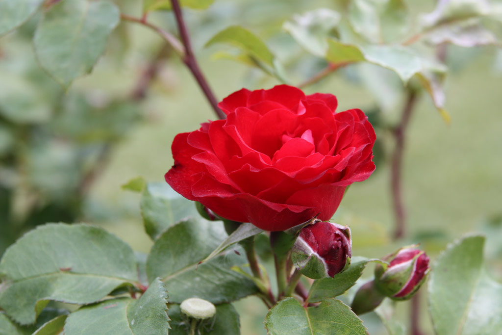 růže Royal Schose