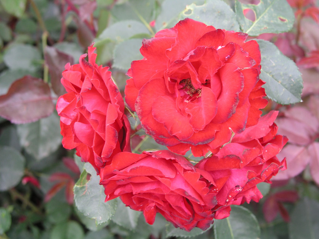 růže Royal Show (Gregory)