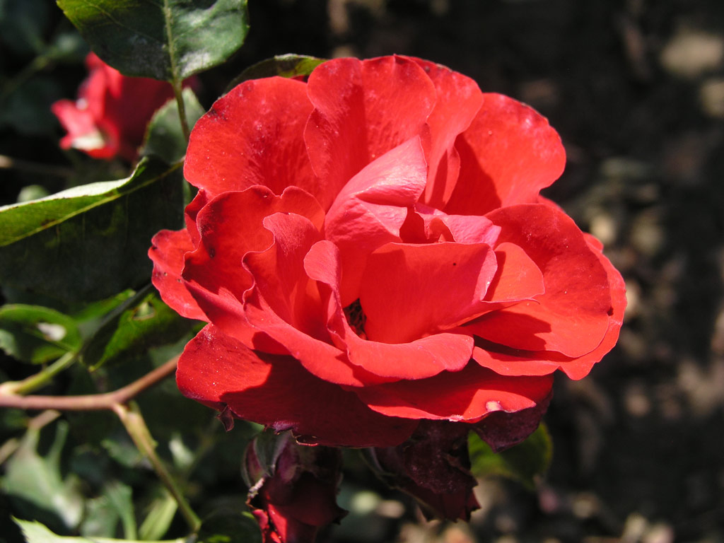 růže Royal Show (Gregory)