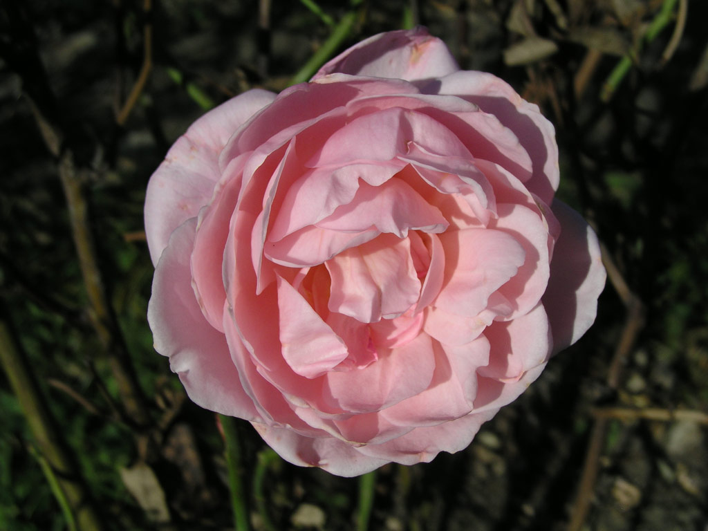 růže Royal Show (Meilland)