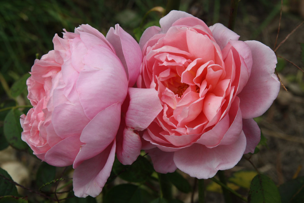 růže Royal Show (Meilland)