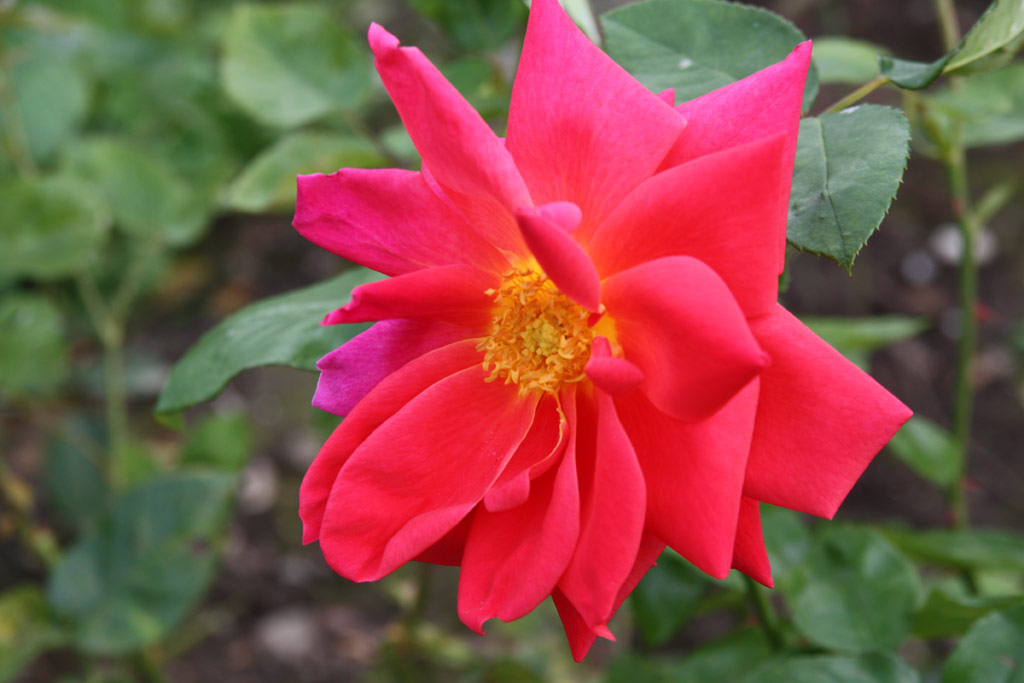 růže Royal Tan