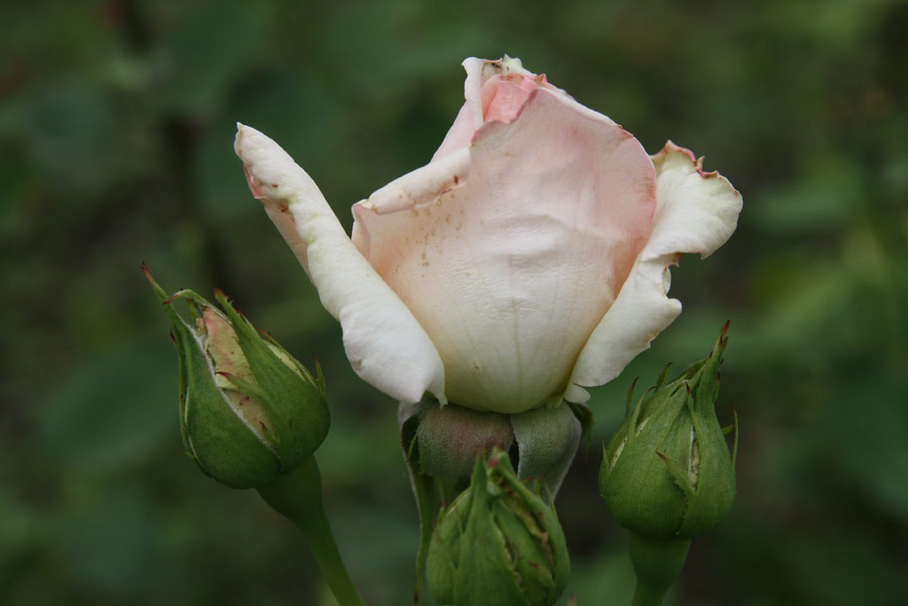 růže Rozgonyi Piroska
