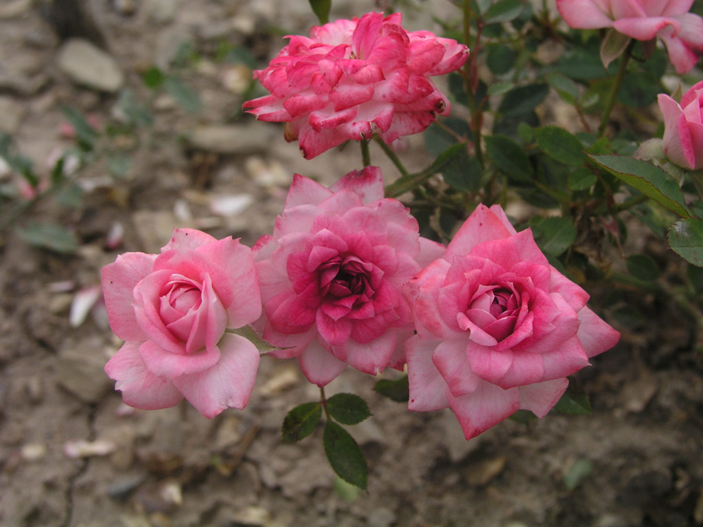 růže Rozmarinka