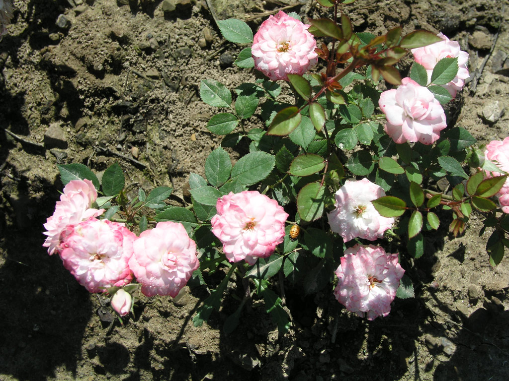 růže Rozmarinka