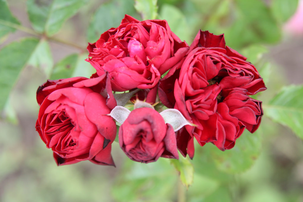 růže Rzsaszentmrton