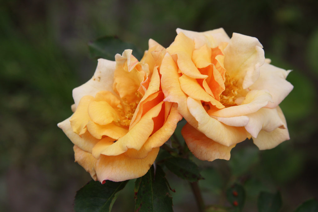 růže Rozsnyay Jzsef Emlke
