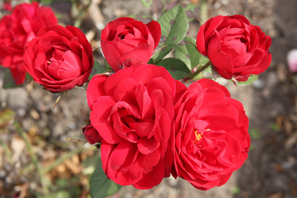 růže Rubella