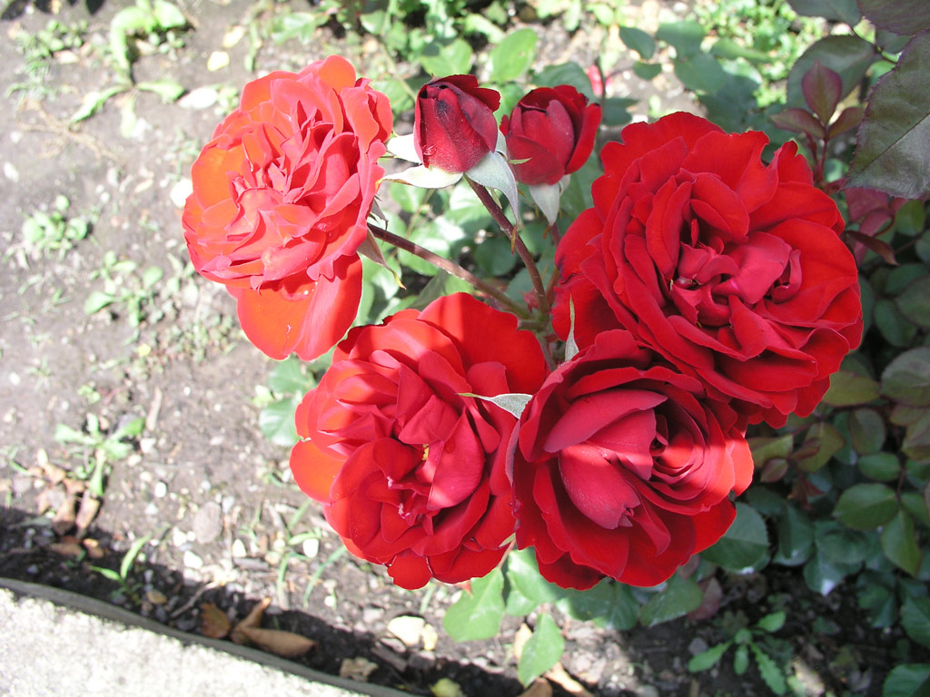 růže Rubella