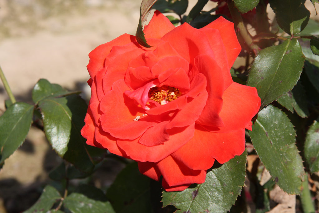 růže Rubens