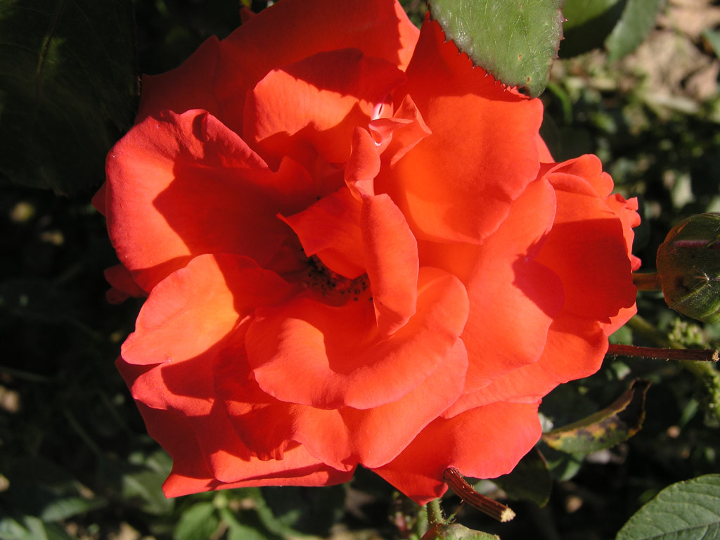 růže Rubens