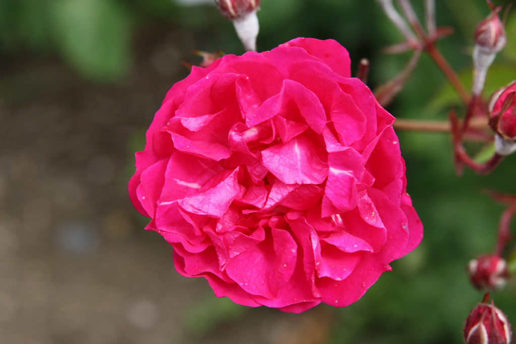 růže Rubin