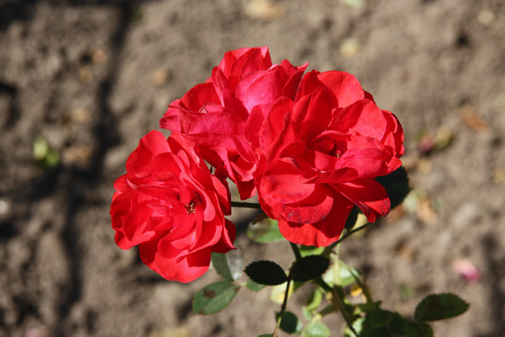 růže Ruby Border