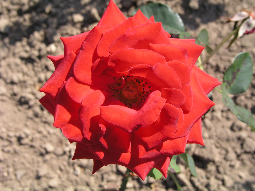 růže Rudolf Bissman