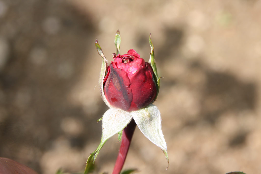 růže Rudolf Joseph Geschwind