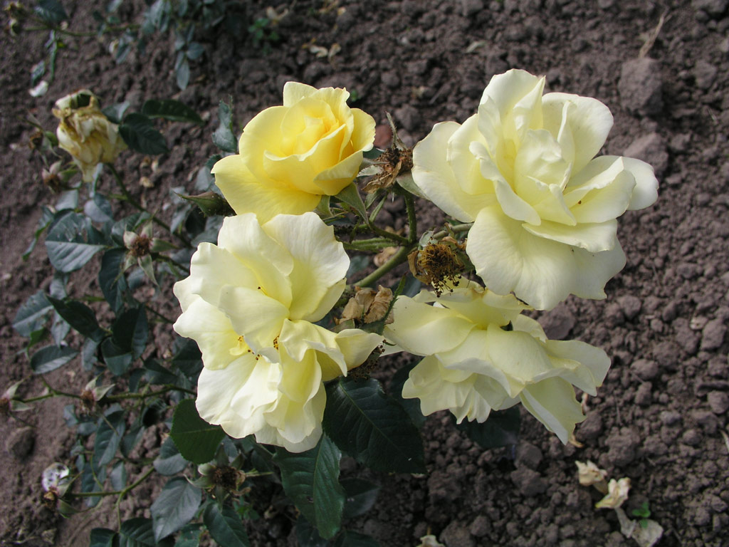 růže Rudolf Schmidt Jubilum Rose