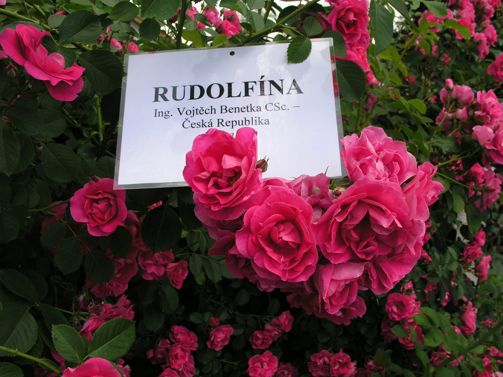 růže Rudolfna