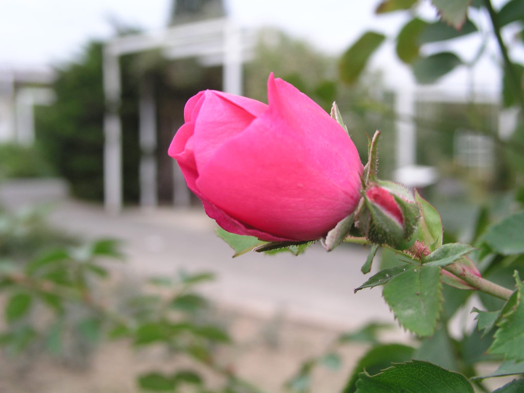 růže Rudolfna