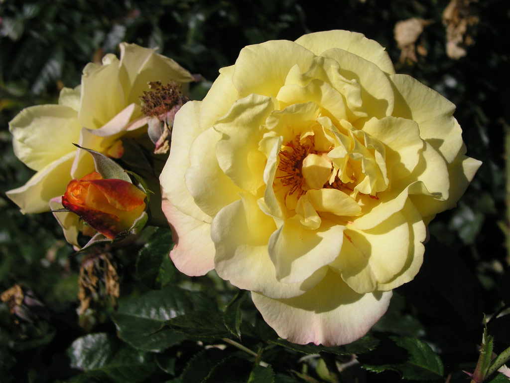 růže Rugelda