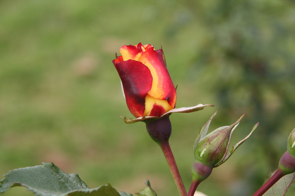 růže Rugelda