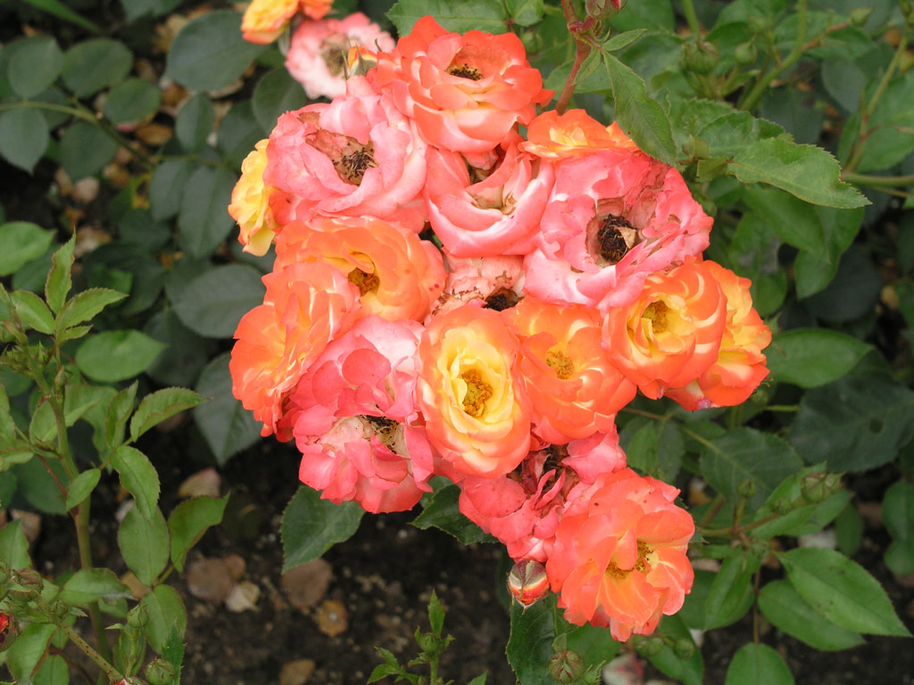 růže Rumba