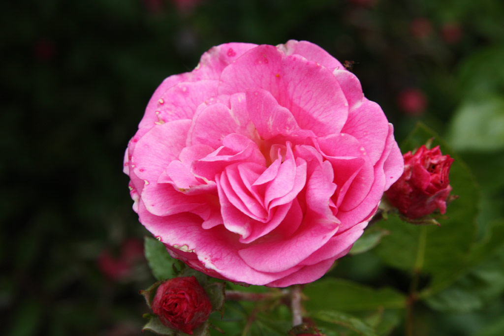 růže Rusalka (Borov hora)